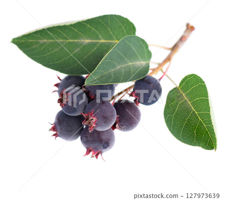 Serviceberry with green leaves isolated on white background. Saskatoon, amelanchier, shadbush, juneberry, irga or sugarplum ripe berries. 127973639