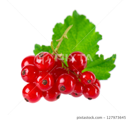 Red currant isolated on white background. Redcurrant or Ribes rubrum ripe berries with green leaves. Red currant isolated on white background. Redcurrant or Ribes rubrum ripe berries with green leaves. 127973645