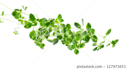 Fresh thyme sprig isolated on white background. Lemon thyme or Thymus citriodorus. Medicinal and culinary herb. Clipping path. 127973651