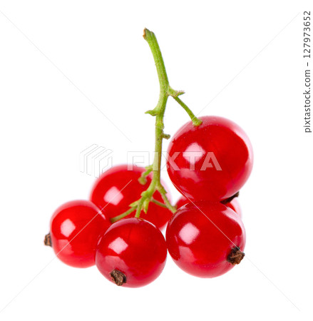 Red currant isolated on white background. Redcurrant or Ribes rubrum ripe berries. 127973652