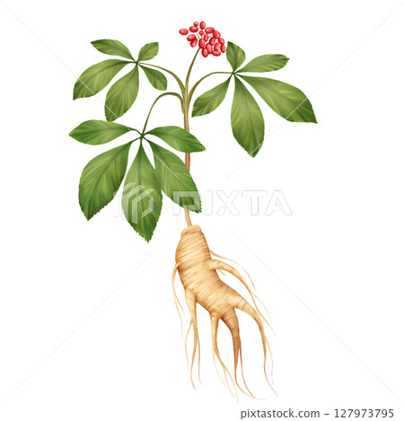 Hand-Drawn Ginseng Plant Illustration Hand-Drawn Ginseng Plant Illustration 127973795