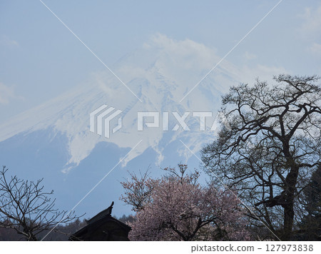 Spring tourist attraction: Cherry blossoms in full bloom at Oshino Hakkai and Mt. Fuji 127973838