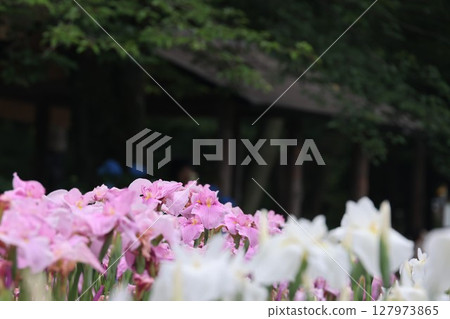 Iris flowers in full bloom 127973865