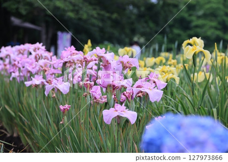 Scenery of irises in full bloom 127973866