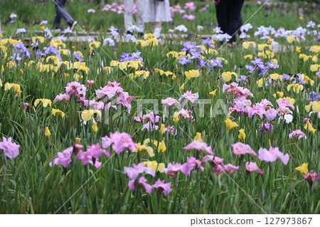 Scenery of irises in full bloom 127973867
