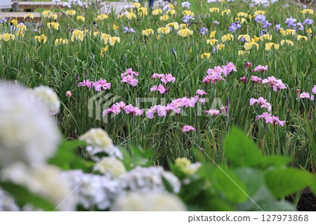Scenery of irises in full bloom 127973868