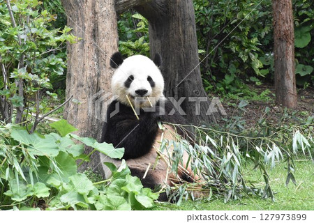 Cute panda and bamboo Cute panda and bamboo 127973899