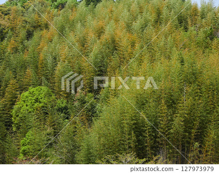 Spring scenery of green bamboo forest in Satoyama Spring scenery of green bamboo forest in Satoyama 127973979