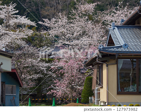 Scenery of cherry blossoms in full bloom and farm house in Japanese countryside Scenery of cherry blossoms in full bloom and farm house in Japanese countryside 127973982