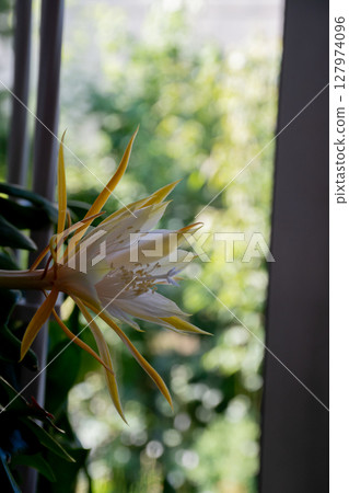 Blooming white cactus flower 127974096