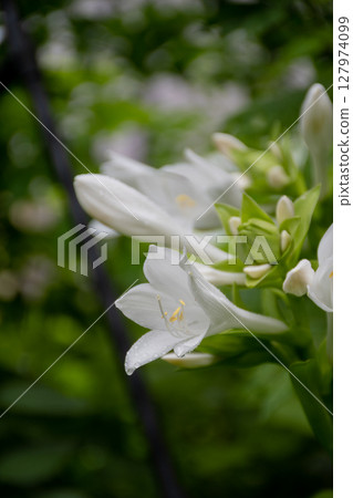 White horsetail flower in full bloom 127974099