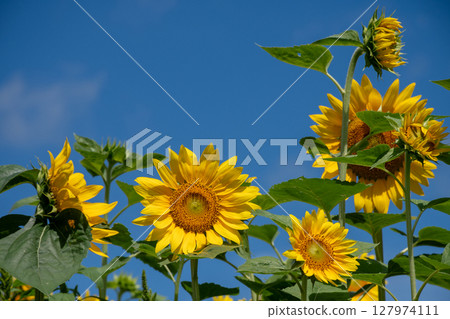 Sunflower in full bloom and blue sky 127974111