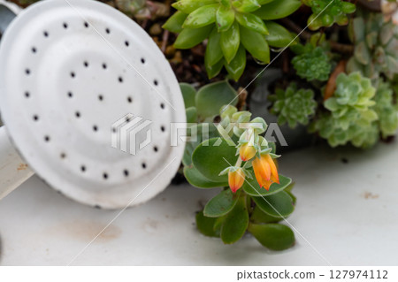 succulent plant with orange flowers succulent plant with orange flowers 127974112