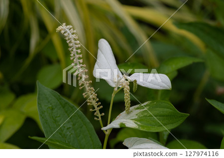 Hangesho in the summer garden 127974116