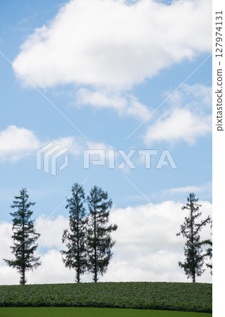 綠色的田野和藍天美瑛町 127974131