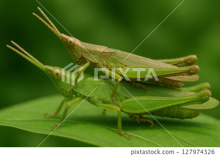 Atractomorpha lata Atractomorpha lata 127974326