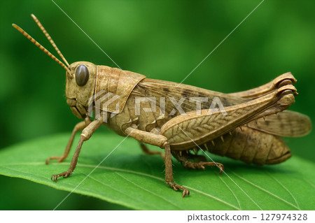 蝗蟲 127974328
