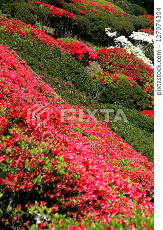 佐賀縣白石町歌垣公園紅杜鵑花盛開的風景 127974394