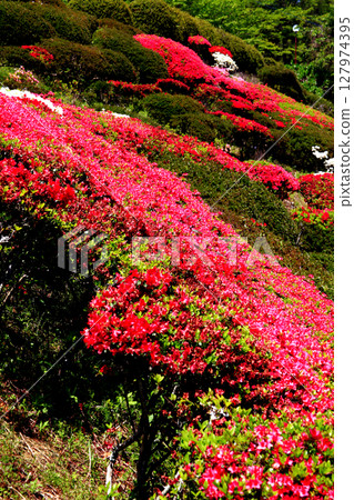 佐賀縣白石町歌垣公園紅杜鵑花盛開的風景 127974395