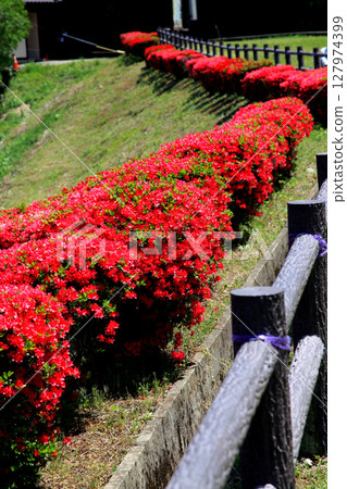 Saga Prefecture, Shiroishi Town, Utagaki Park, Scenery of red azaleas in full bloom 127974399