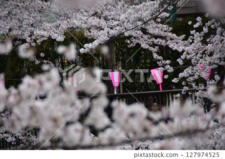 Meguro-ku, Tokyo, Japan - Cherry blossom trees along the Meguro River and the surrounding streets - Cherry blossoms in full bloom and decorative lanterns 127974525