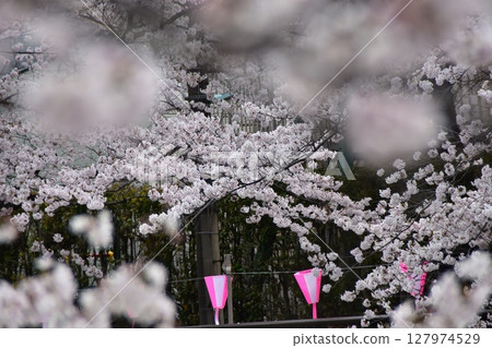 Meguro-ku, Tokyo, Japan - Cherry blossom trees along the Meguro River and the surrounding streets - Cherry blossoms in full bloom and decorative lanterns Meguro-ku, Tokyo, Japan - Cherry blossom trees along the Meguro River and the surrounding streets - Cherry blossoms in full bloom and decorative lanterns 127974529