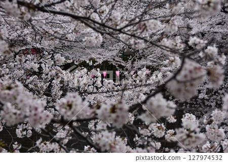 Meguro-ku, Tokyo, Japan - Cherry blossom trees along the Meguro River and the surrounding streets - Cherry blossoms in full bloom and decorative lanterns Meguro-ku, Tokyo, Japan - Cherry blossom trees along the Meguro River and the surrounding streets - Cherry blossoms in full bloom and decorative lanterns 127974532