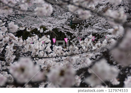 Meguro-ku, Tokyo, Japan - Cherry blossom trees along the Meguro River and the surrounding streets - Cherry blossoms in full bloom and decorative lanterns Meguro-ku, Tokyo, Japan - Cherry blossom trees along the Meguro River and the surrounding streets - Cherry blossoms in full bloom and decorative lanterns 127974533