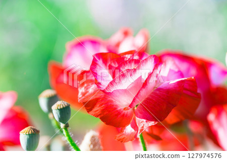 Poppies blooming in early summer 127974576
