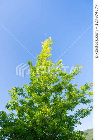 初夏的英國橡樹 初夏的英國橡樹 127974577