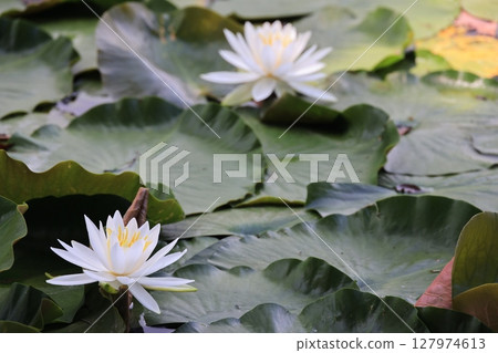 荷花風景 127974613