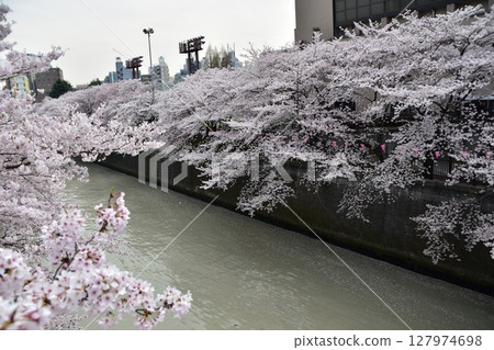 Meguro Ward, Tokyo, Japan - Cherry blossom trees along the Meguro River and the surrounding cityscape - Cherry blossoms in full bloom and beautiful skyscrapers Meguro Ward, Tokyo, Japan - Cherry blossom trees along the Meguro River and the surrounding cityscape - Cherry blossoms in full bloom and beautiful skyscrapers 127974698