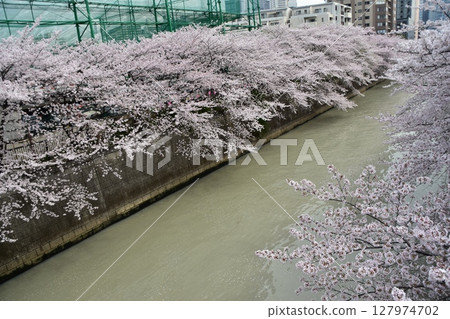 Meguro Ward, Tokyo, Japan - Cherry blossom trees along the Meguro River and the surrounding cityscape - Cherry blossoms in full bloom and beautiful skyscrapers Meguro Ward, Tokyo, Japan - Cherry blossom trees along the Meguro River and the surrounding cityscape - Cherry blossoms in full bloom and beautiful skyscrapers 127974702
