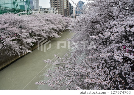 Meguro Ward, Tokyo, Japan - Cherry blossom trees along the Meguro River and the surrounding cityscape - Cherry blossoms in full bloom and beautiful skyscrapers 127974703