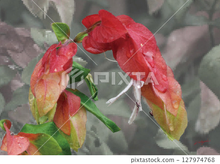 小惠花美麗的紅色苞片 127974768