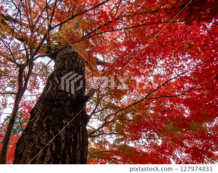 Brightly colored maple trees | Beautiful autumn scenery in Japan Brightly colored maple trees | Beautiful autumn scenery in Japan 127974831