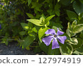 Periwinkle 127974919
