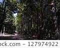 Fresh green mountain path on a sunny day 127974922