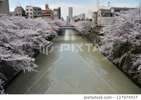 Meguro-ku, Tokyo, Japan - Cherry blossom trees along the Meguro River and the surrounding streets - Cherry blossoms in full bloom and scattered cherry blossom petals floating on the water 127974937