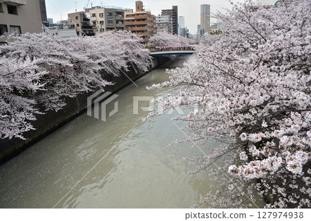 Meguro-ku, Tokyo, Japan - Cherry blossom trees along the Meguro River and the surrounding streets - Cherry blossoms in full bloom and scattered cherry blossom petals floating on the water Meguro-ku, Tokyo, Japan - Cherry blossom trees along the Meguro River and the surrounding streets - Cherry blossoms in full bloom and scattered cherry blossom petals floating on the water 127974938