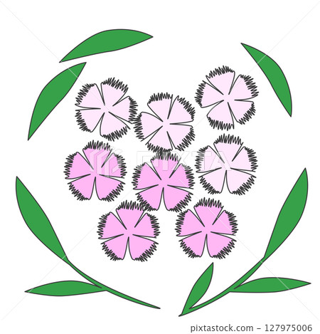 簡單的石竹插圖 127975006