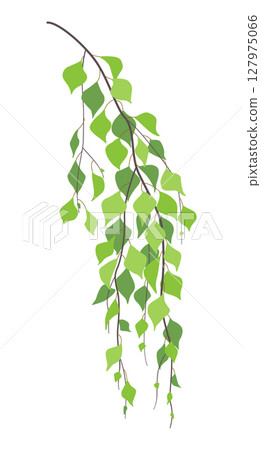 Simple Green Weeping Birch Branch. Simple Green Weeping Birch Branch. 127975066