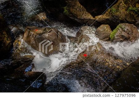 Red leaves dancing in the mountain stream and the flow of rocks (Kaifu District, Tokushima Prefecture) 127975096