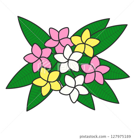 Simple plumeria illustration 127975189