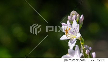 Hosta Flowers Macro, Wet Hostas Leaf Nature Pattern, Funkia, Big Daddy Leaves, Plantain Lilies 127975498