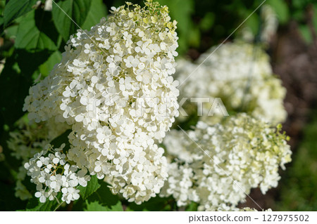 Hydrangea Flowers, Blooming White Hortensia, Hydrangea Paniculata Flower Closeup, Large Inflorescences 127975502