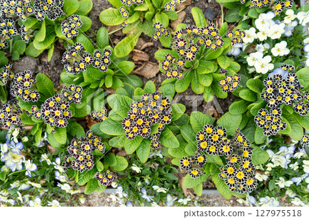 Primula auricula or mountain cowslip flowers 127975518