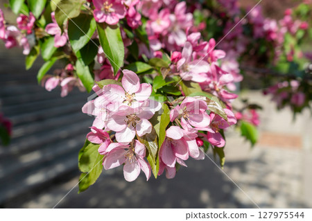 Pink spring tree blossom. Apple flowers close up, bloom branch in garden, delicate pink flowers 127975544