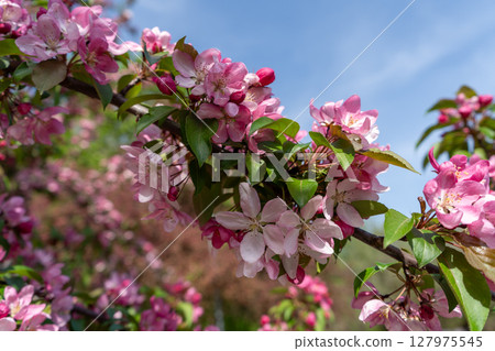 Pink spring tree blossom. Apple flowers close up, bloom branch in garden, delicate pink flowers Pink spring tree blossom. Apple flowers close up, bloom branch in garden, delicate pink flowers 127975545