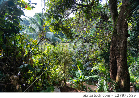 Dense tropical jungle on Seychelles with wild greenery, palms, thick foliage 127975559
